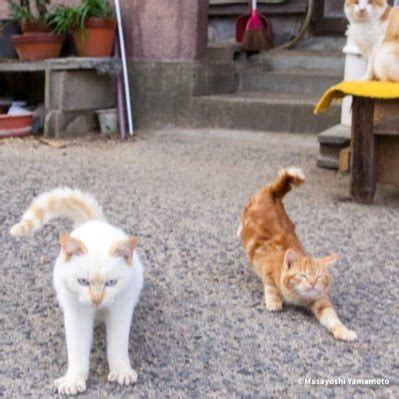 美女少妇 on Twitter 少妇 丝袜 母子 自慰 偷拍 萝莉 母子 人兽 乱伦 厕拍 momson horny 人妻 av https t