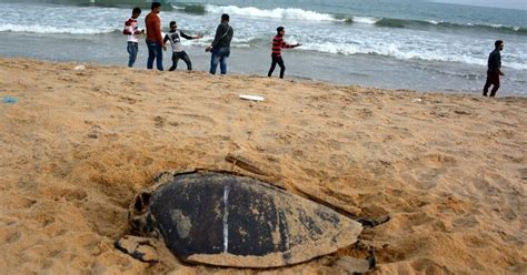 More Than Lakh Olive Ridley Turtle Nests Spotted In Odisha Tourists