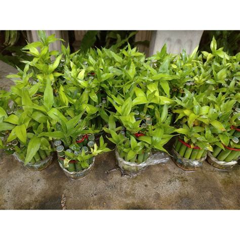 Jual Tanaman Hias Bambu Hoki Bambu Hoki Lucky Bamboo Dracaena