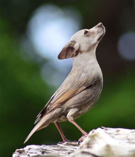 Bird Hybrid Photo - The Amazing World of Hybrid Parrot Birds