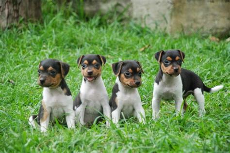 Fox Paulistinha Preço - Fox Paulistinha: Personalidade, fotos, filhotes, preço e mais - Adoro Pets