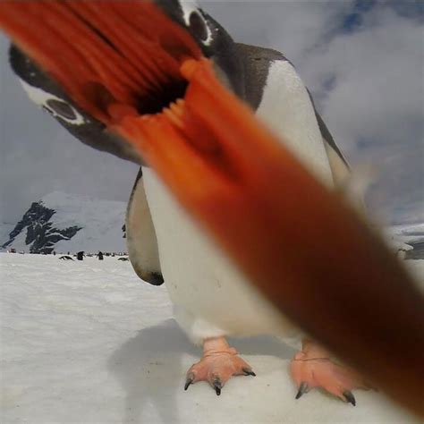 Picture of the Day: When Penguins Attack » TwistedSifter