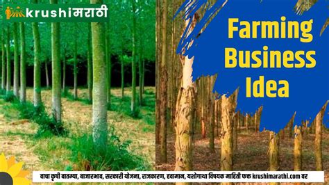 Farming Business Idea Plant 3000 Saplings Of This Tree In One Hectare Earn 75 Lakhs In Just 5