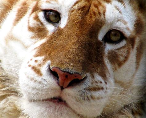 Golden Tabby Tiger Wallpaper