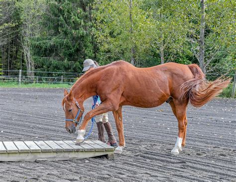 The Power Of Feeling Confident A Book For Horse R 3