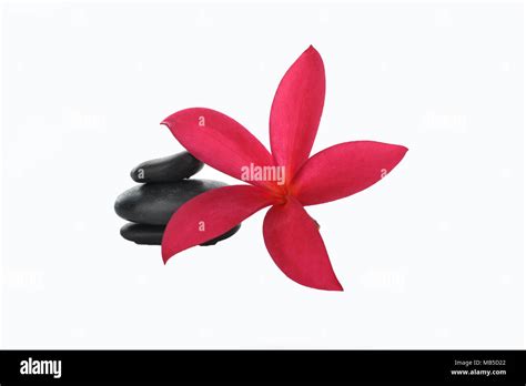 Gorgeous Orchid And Pebbles On White Background Stock Photo Alamy