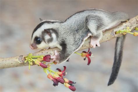 Foto Ingin Memelihara Sugar Glider Ketahui Dulu Siklus Dan Usia Hidupnya