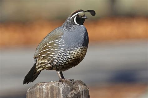 California Quail Feederwatch