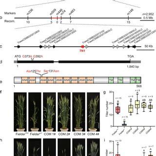 Pdf Tiller Number Encodes An Ankyrin Repeat Protein That Controls