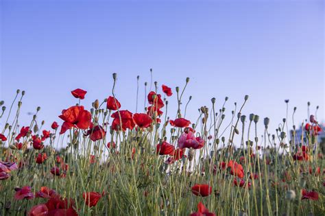 Coquelicots Fleurs Jardin Photo Gratuite Sur Pixabay Pixabay