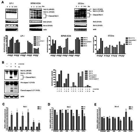 Western Blot And Qrt Pcr Analysis Of Mcl 1 Bcl 2 And Bcl Xl