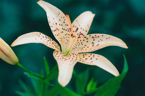 lilium auratum - Growth tips - Don't use Fertilizers | Growitmobile