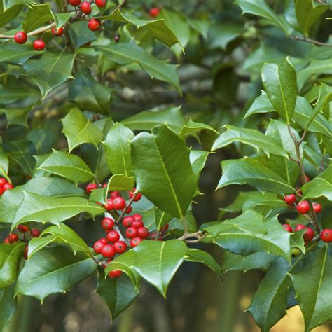 American Holly Shrub – Green Thumbs Garden