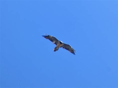 Ebird Checklist Jul Rifugio Vittorio Emanuele Ii Species