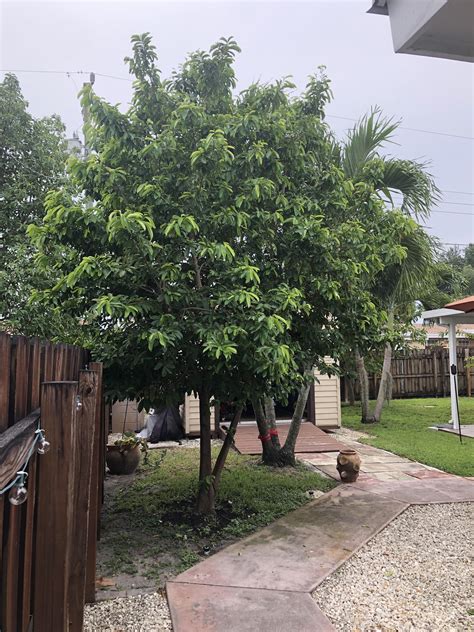 My 7 Yr Old Soursop Tree Isnt Producing Any Fruit South Florida R