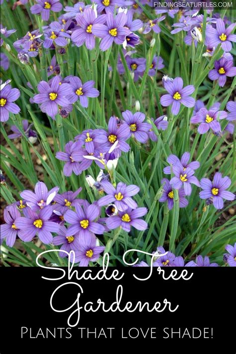 24 Spectacular Shade Garden Perennials