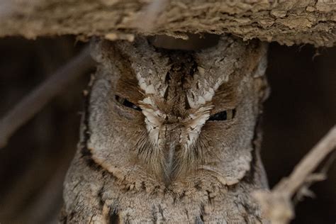 Birds Of Saudi Arabia Arabian Scops Owl In Daytime Taj Dam