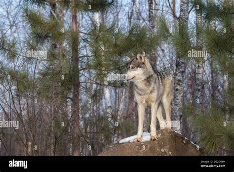 Grey Wolf Canis Lupus Stands Atop Rock Looking Left Tree And Sky