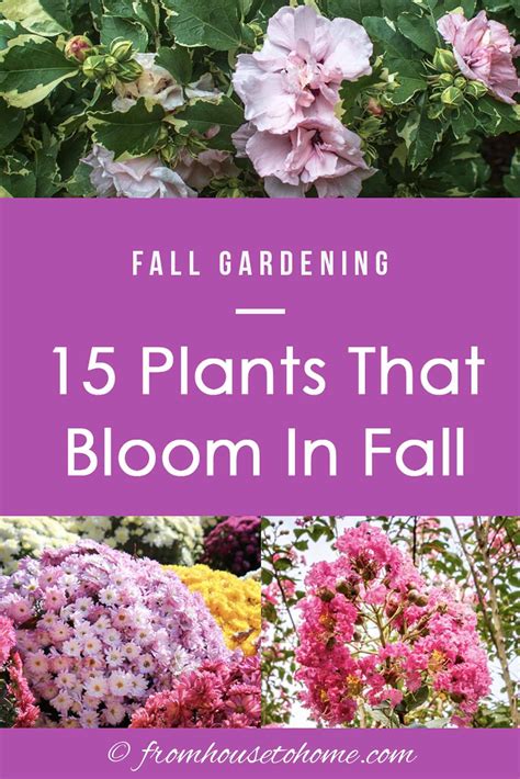 garden flowers for autumn 10