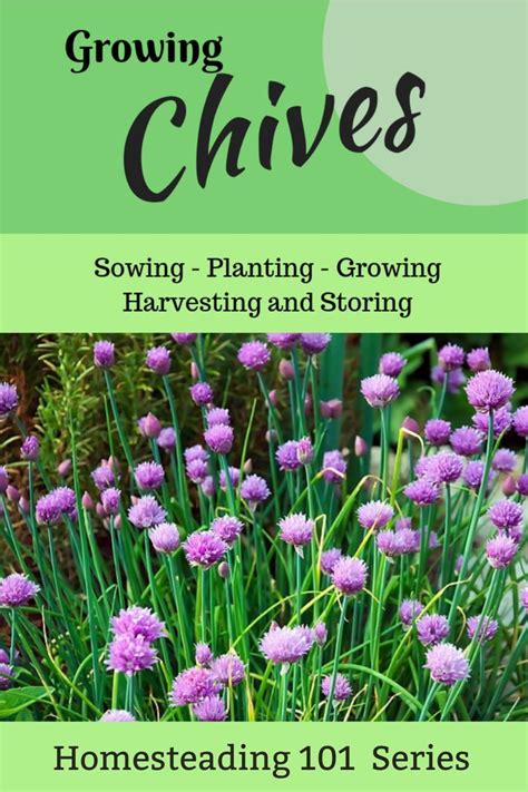 Chives Are A Tender Herb With Soft Stems And Leaves Its One Of The