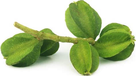 Terminalia Arjuna Arjun Bark Benefits Uses Dosage And Side Effects