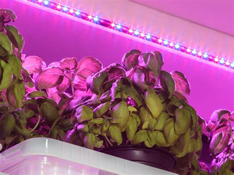 Using Led Lights To Grow Plants Atelier Yuwa Ciao Jp