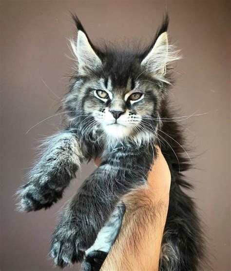 Pin On Maine Coon