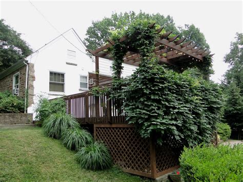 Nelson Family in 2011: Pergola with Wisteria Vines