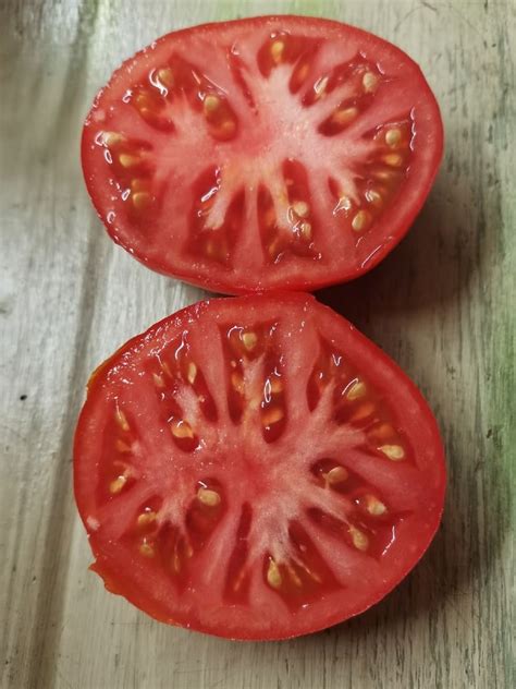 Томат Монгольский карлик купить - рассада, спб, выращивание в ОГ