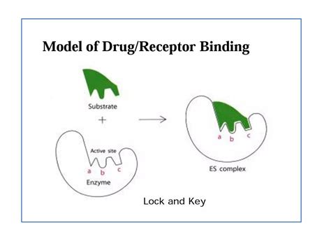 Drug receptors | PPT