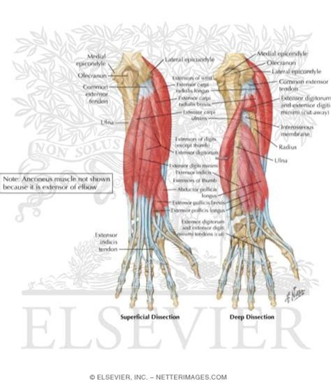 Individual Muscles Of Forearm Extensors Of Wrist And Digits