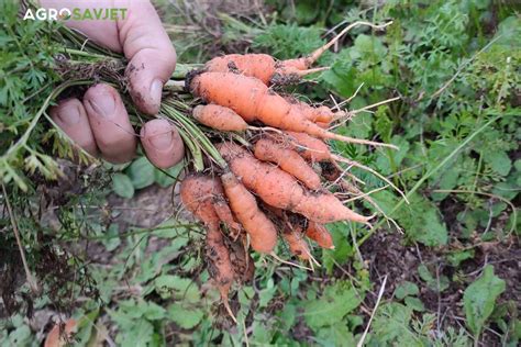 Kada I Kako Vaditi Mrkvu Za Optimalni Kvalitet I Trajnost Agrosavjet