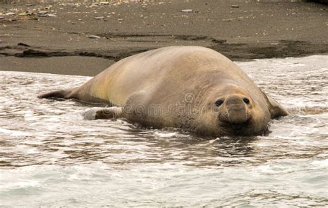 Antarctic Elephant Seal stock photo. Image of surfing - 61156376