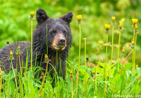 Black Bear Cub, Juneau, Alaska #3396 | Mark Kelley