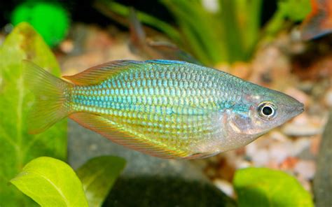 10 Rainbowfish Types - Popular & Colorful Varieties (With Pictures ...