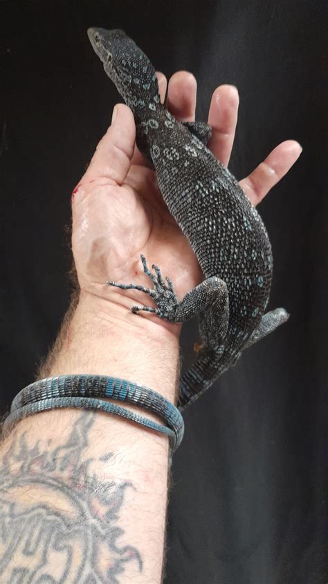 LONG TERM CAPTIVE ADULT BLUE TREE MONITOR - Reptile Mart