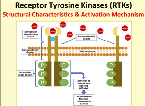 112 - Receptor Superfamilies (Kinase-linked receptors) Flashcards | Quizlet 