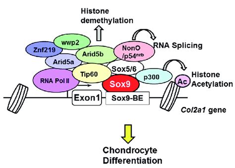 Schematic Representation Of Sex Determining Region Y Box Sox And