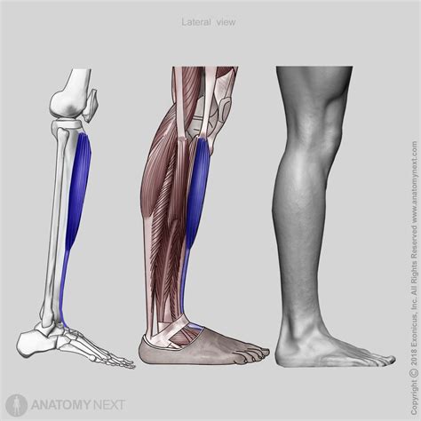 Tibialis Anterior Encyclopedia Anatomyapp Learn Anatomy 3d