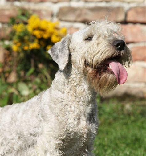 Terrier tchèque guide race de chien