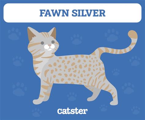 12 Ocicat Colors & Patterns (With Pictures) - Catster