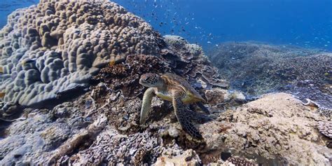 Street View Treks: Great Barrier Reef – About – Google Maps