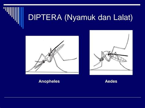 Nyamuk Anopheles Aedes Dan Mansonia Memiliki Preferensi Habitat Yang