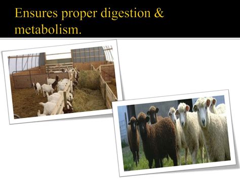 PPT - Goat feed additives PowerPoint Presentation, free download - ID