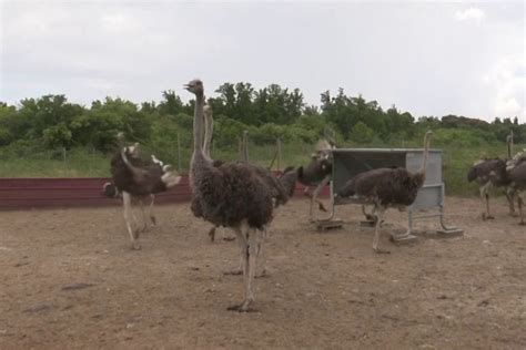 Un Exploitant Agricole S Est Lanc Dans Levage D Autruches Dans Le Sud