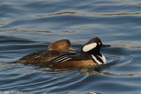 Famille Des Canards Plongeurs Jeanbrodeur