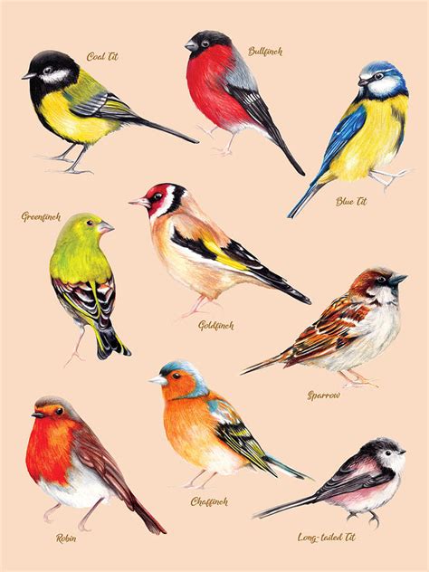 British Garden Birds identification Chart Painting by Amanda Dilworth