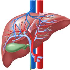 Bile Duct Diseases | MedlinePlus