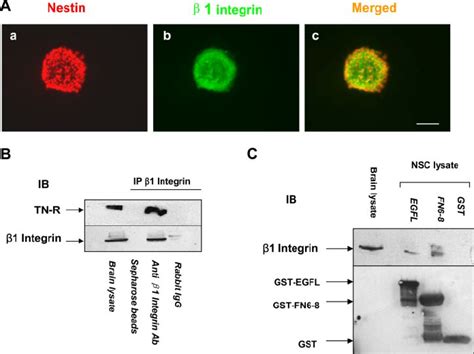 TN R Domains EGFL And FN6 8 Co Immunoprecipitate With 1 Integrin A