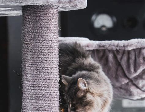 Cat Trees For Large Cats The Ultimate Guide Craig The Cat